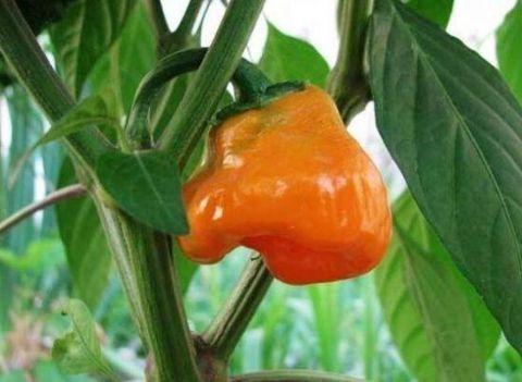 世界上最辣的辣椒，世界上最辣的五种辣椒（世界上最辣的10种辣椒）