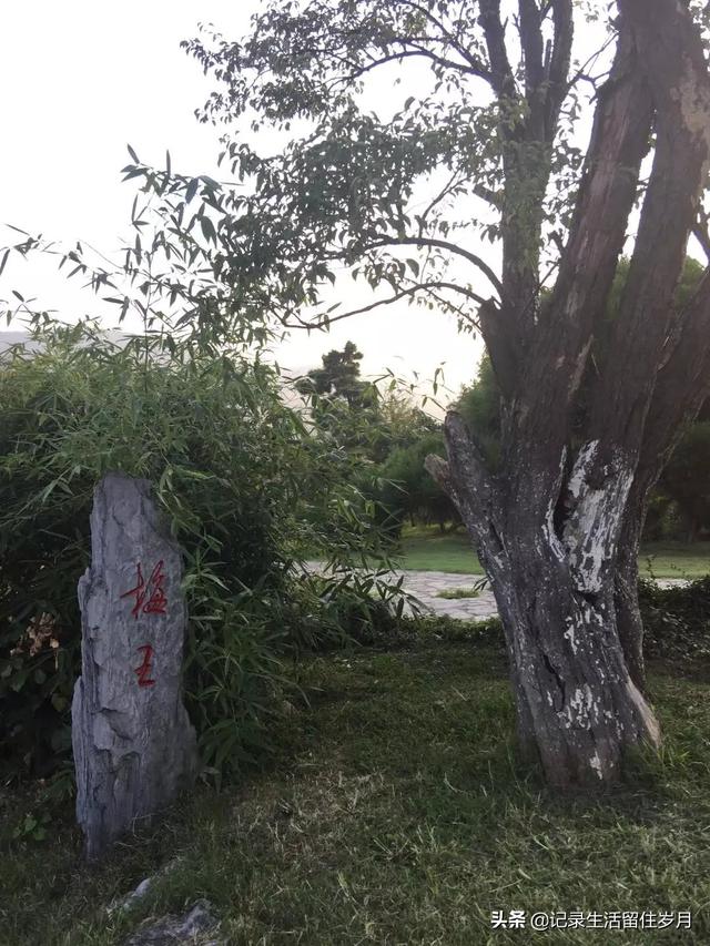 南京小众景点紫金山，登南京紫金山游记