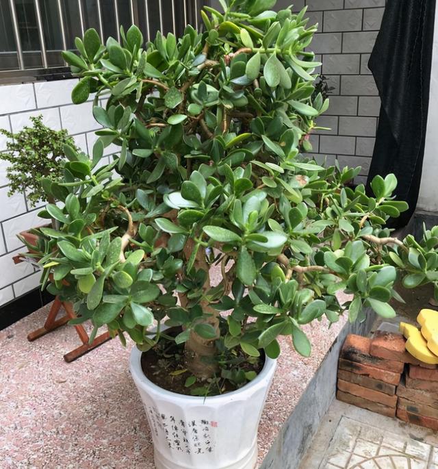 多肉植物怎么养有毒吗，多肉植物会致幻，再也不能养了