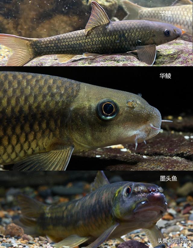 野生云南裂腹鱼，大理洱源发现野生云南裂腹鱼