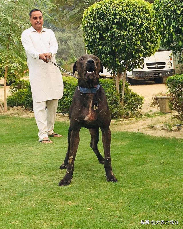 十大最凶悍猛犬，猛犬中的4大暴君