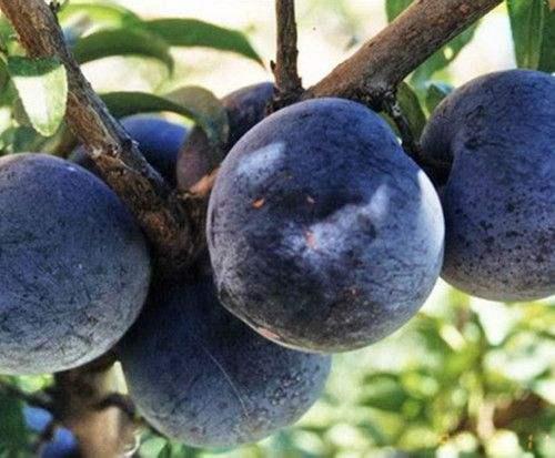 黑布林与黑李有区别吗，被我国改变了身价的水果