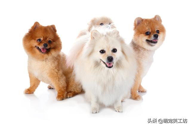 爆毛小体博美犬介绍，每日一宠博美犬