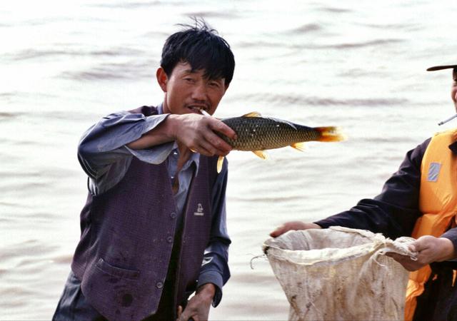 黄河鲤鱼亚种，“真”的黄河大鲤鱼究竟是个啥