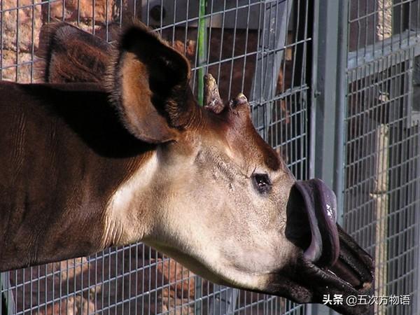 动物的角类型，浅谈哺乳动物的
