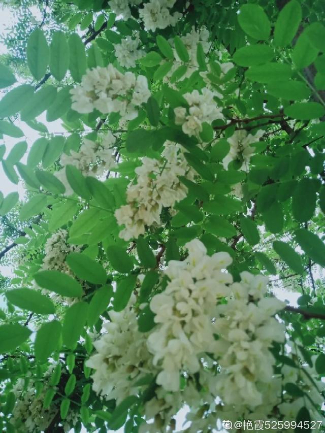 春夏秋冬四季什么花好看，这十种花几乎一年四季都开花