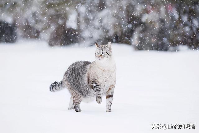 100个超级有趣的冷知识，100个实用有趣的冷知识（让你可以月入过万的副业）