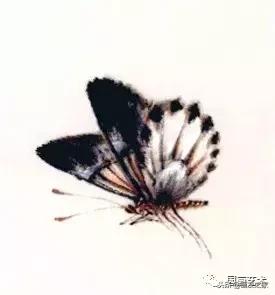 九尾狐最简单的画法教学，逐花之虫蝶蜂画法示范