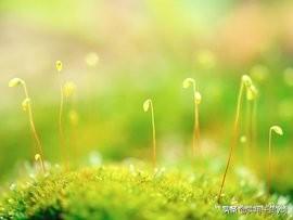 20句描写春的诗句，写春的诗句欣赏