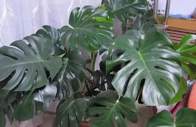 龟背竹的水养方法和注意事项，养龟背竹用对土