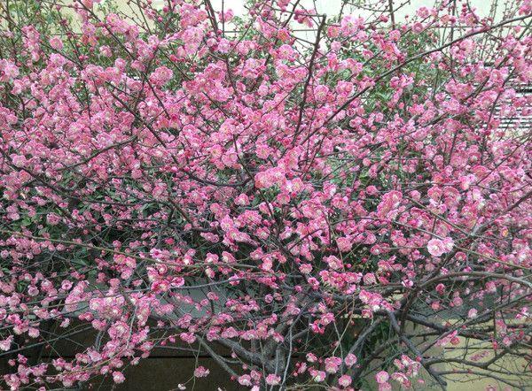 梅花什么时候开放，想要梅花春节开花（梅花什么时候开放最佳）
