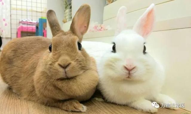宠物兔可以吃吗，宠物兔养太大了能吃吗