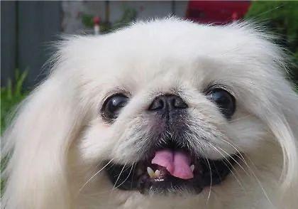 寿命十分长的宠物狗有哪些，这6种狗狗寿命较长