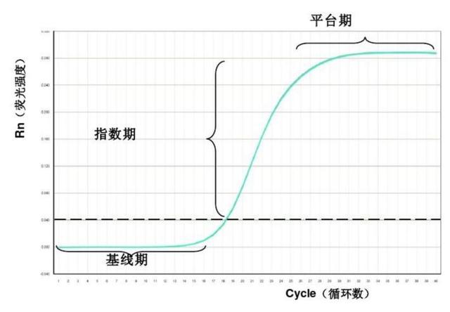 实时荧光定量pcr原理和步骤，荧光定量pcr的基本步骤