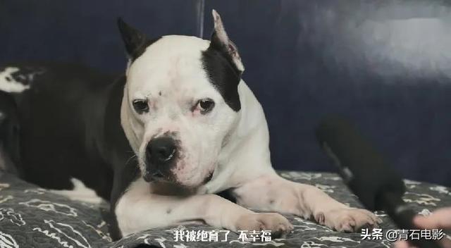 朱正廷养宠物综艺，朱正廷、张雨剑与流浪狗同居的节目