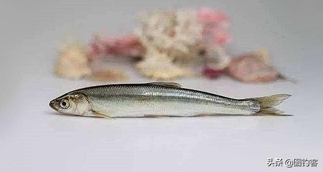 长江名贵鱼前十名，有哪些名贵的淡水鱼（国内最昂贵的10种鱼类）