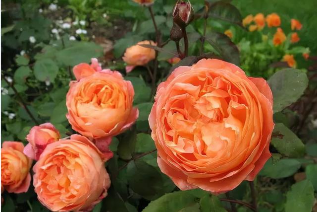 玫瑰与月季的区别，玫瑰和月季的主要区别（一篇文章告诉你它俩之间的差别）