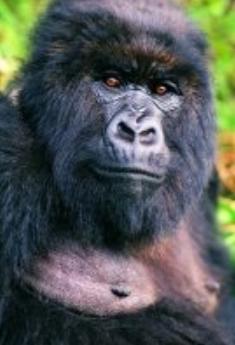 人类起源是如何演变而来，人类的起源和演变