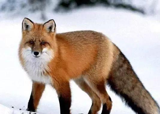 东北五仙指的啥仙，五大家仙是哪五仙