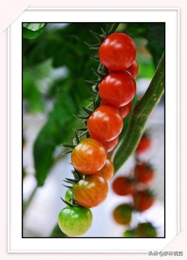 黄色小番茄和圣女果，比传统番茄更好种