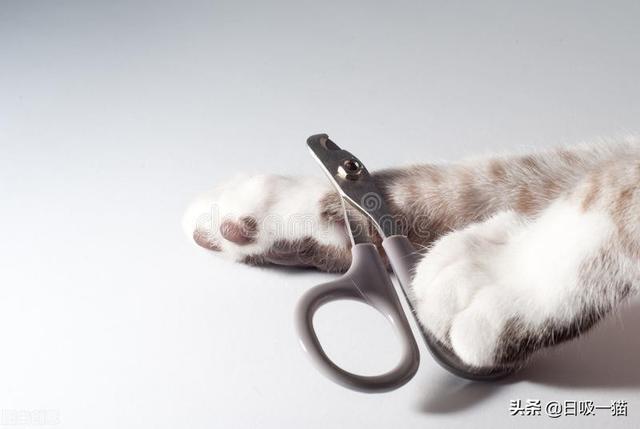 如何第一次给猫咪剪指甲，教你如何给猫咪剪指甲