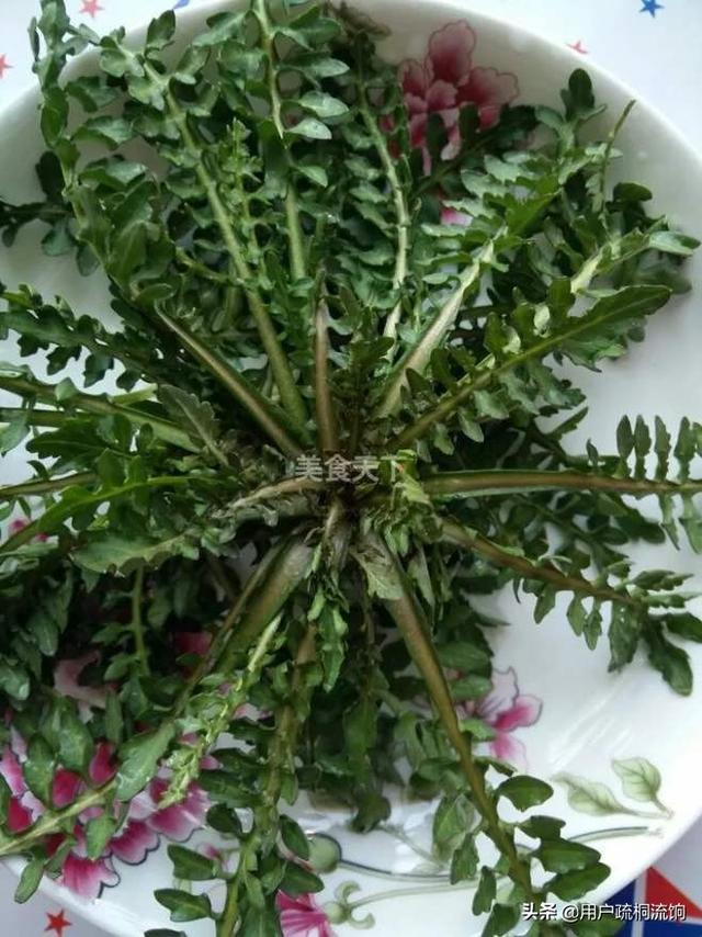 荠菜什么季节有，荠菜最好吃的季节（荠菜，经冬又迎春）