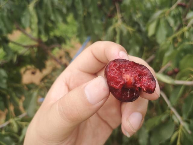 智利种植车厘子的优势，2分钟带你了解智利种植背后的黑科技