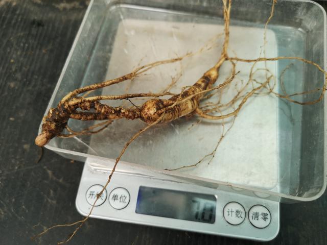 人参应该怎样吃才效果好，人参的吃法很重要