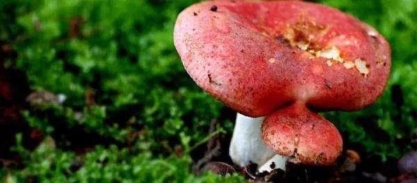 常见的十种食用菌，分享几种可以食用的菌