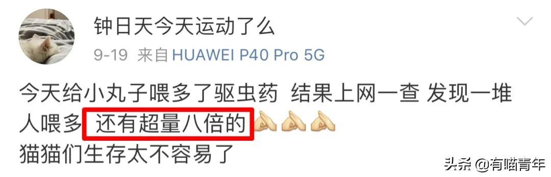 绿萝对猫有毒吗，猫咪吃了一口绿萝