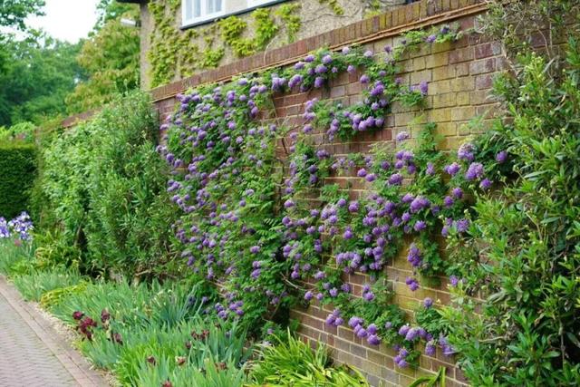 紫藤怎么养才能开花，不养一盆就太可惜了