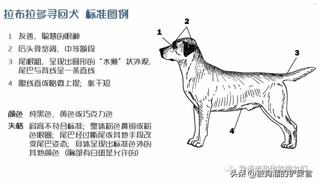 拉布拉多寻回犬，拉布拉多寻回犬（为什么叫拉布拉多为寻回犬呢）