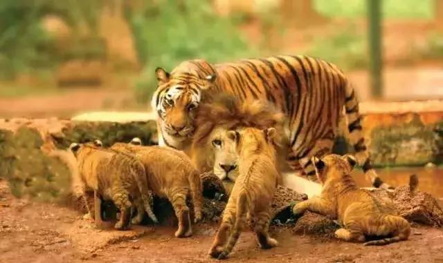 海口有什么好玩的景点，海南最值得玩十大景点（海南50个景点大全）