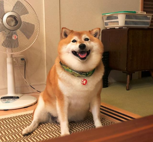 养狗狗需要注意什么事项，这几种养狗方式