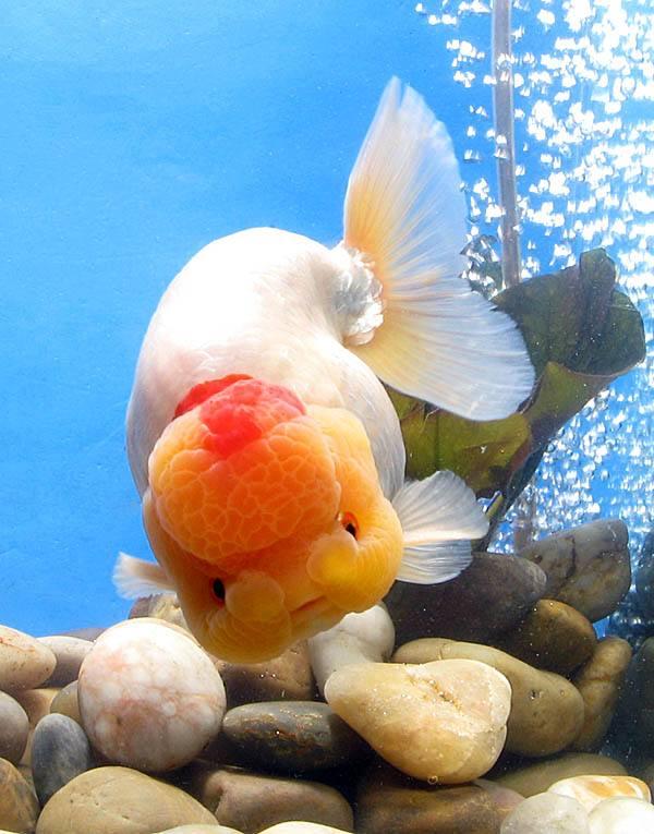 史上最全的金鱼品种，你们喜欢什么品种的金鱼