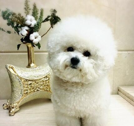 有几种吉娃娃的小狗，盘点寿命长的9种狗狗