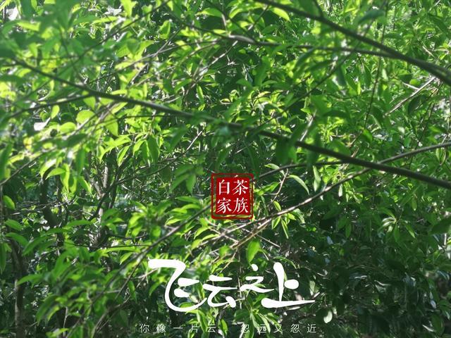 白茶适合什么季节喝，白茶适合哪些季节喝
