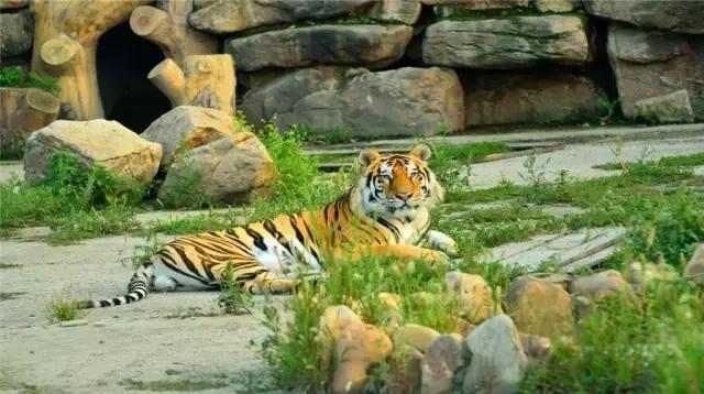 龙溪园水上乐园门票，沈阳周边旅游二日游