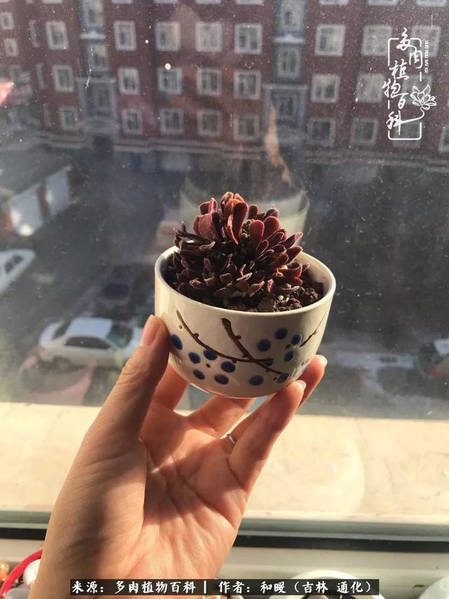 买肉，买肉的正确方法和注意事项