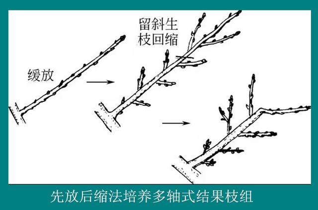 樱桃树的修剪方法，樱桃树栽培技术常用修剪方法（不是随意剪掉任何1个枝条）