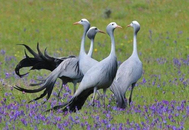 各国国鸟有哪些，世界各国国鸟大全