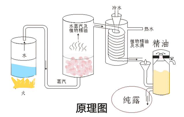 保加利亚玫瑰纯露，保加利亚玫瑰花纯露