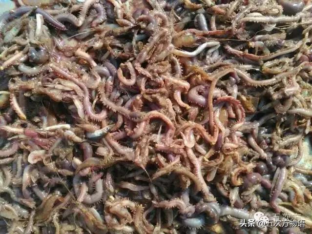 青岛现在好吃的海鲜，青岛三大奇葩海鲜