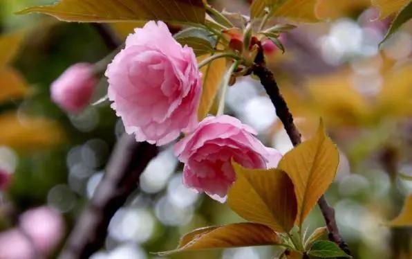 杏花桃花几月份开，2023北京赏花攻略