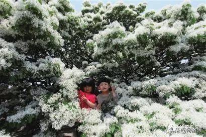 流苏树是什么树，流苏树的形态特征介绍