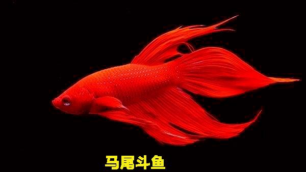 为什么泰国的斗鱼那么好看，盘点惊艳全球的十大泰国斗鱼