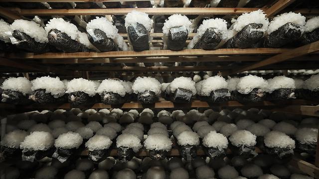 金燕耳和椴木银耳区别，为什么金燕耳比普通银耳贵这么多