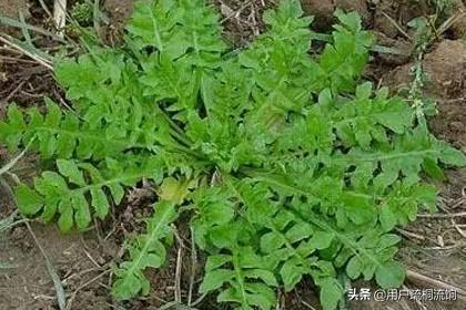荠菜什么季节有，荠菜最好吃的季节（荠菜，经冬又迎春）
