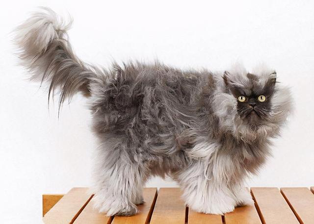 猫寄生虫多的时候猫咪症状，说明体内爬满了“虫子”