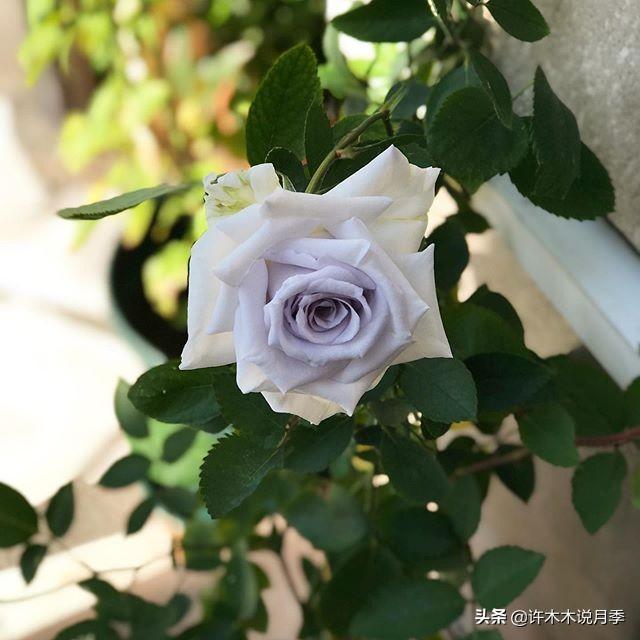 花色鲜艳又浓香的月季品种，浓香四溢的6款月季